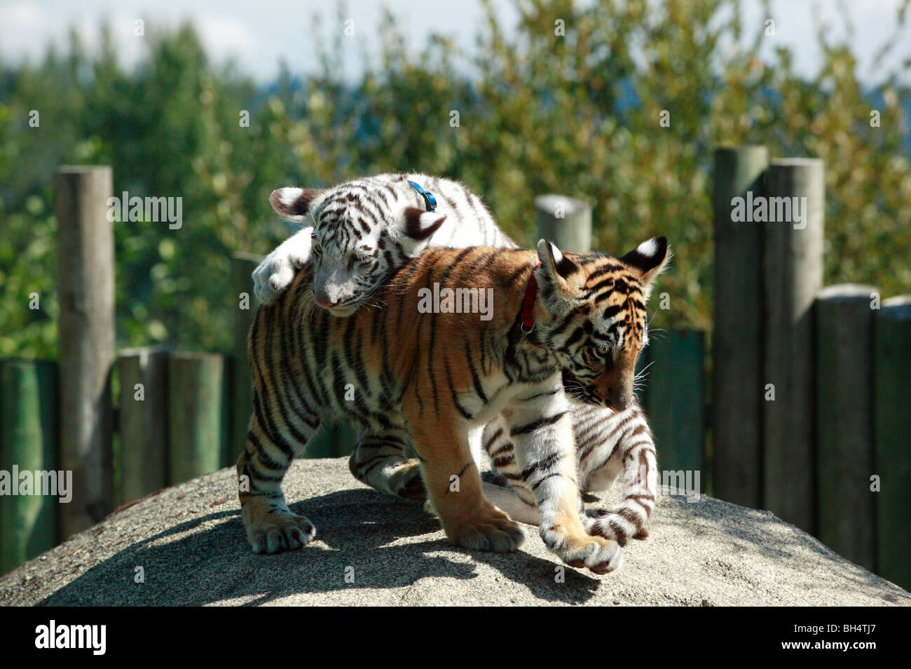 Bengal Tiger - Cougar Mountain Zoo