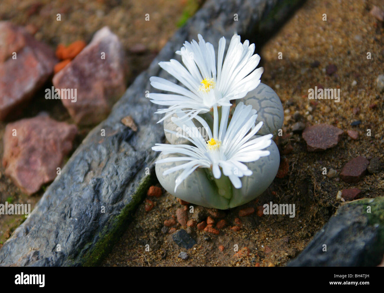 Stone Plants or Living Stones, Lithops helmutii,  Aizoaceae,  South Africa Stock Photo