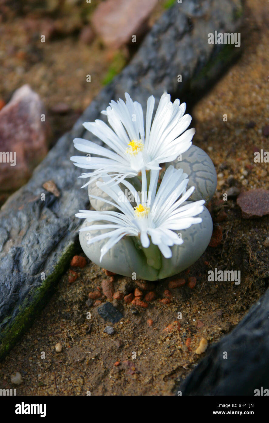 Stone Plants or Living Stones, Lithops helmutii, Aizoaceae, South Africa Stock Photo