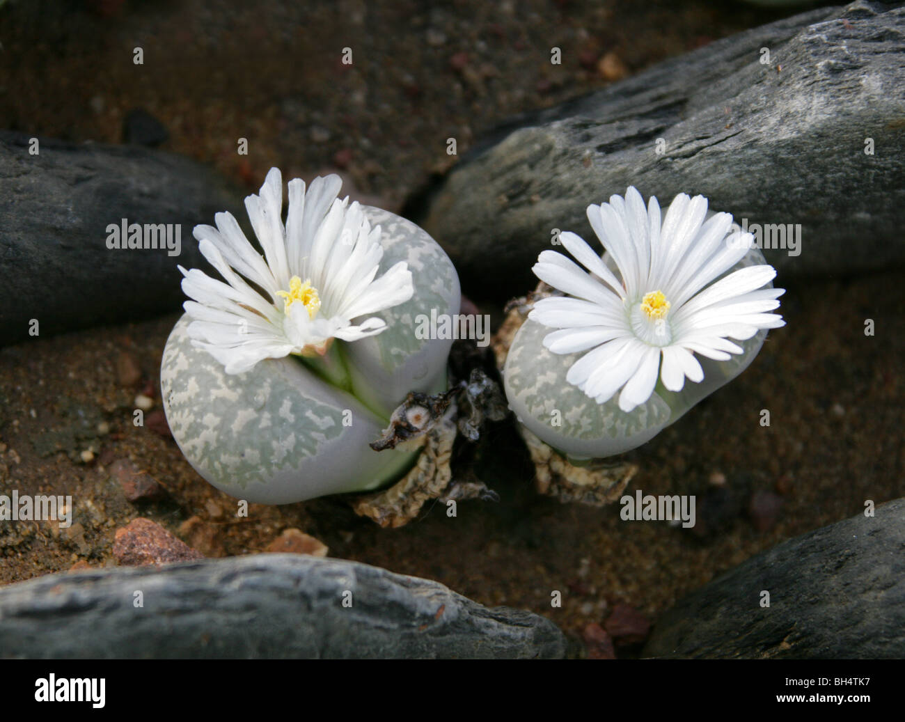Stone Plants or Living Stones, Lithops marmorata, Aizoaceae,  South Africa Stock Photo