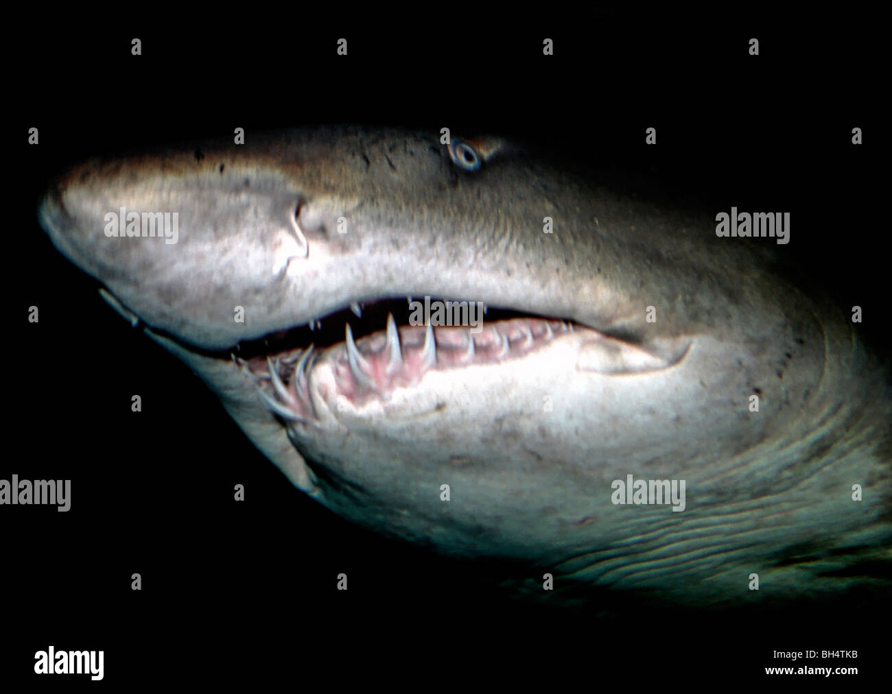 Grey Nurse Shark Teeth