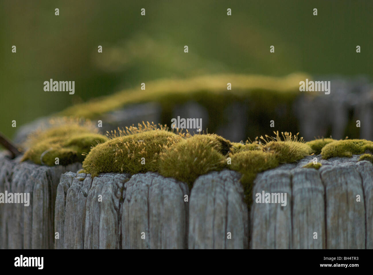 White Cushion Moss - Stock Image - C001/6061 - Science Photo Library