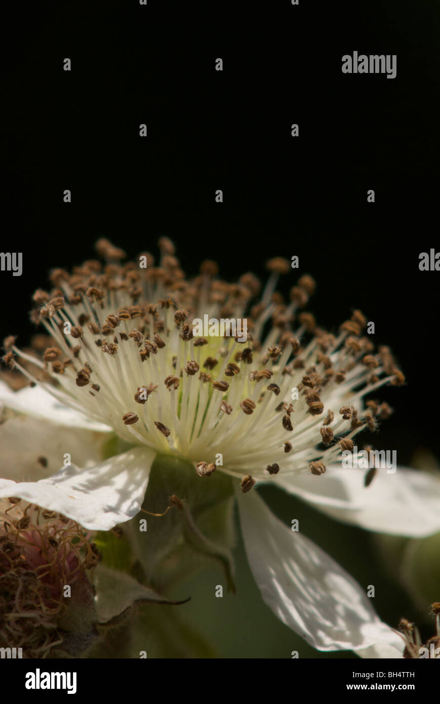 Close-up of a flower of the common blackberry (Rubus fruticosus) with stigma, filaments, anthers and petals. Stock Photo