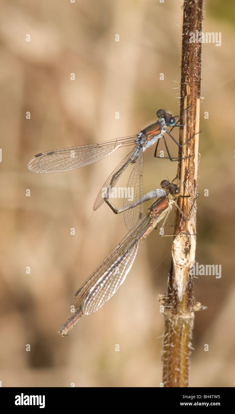 Emerald damselfly, lestes sponsa, mating Stock Photo