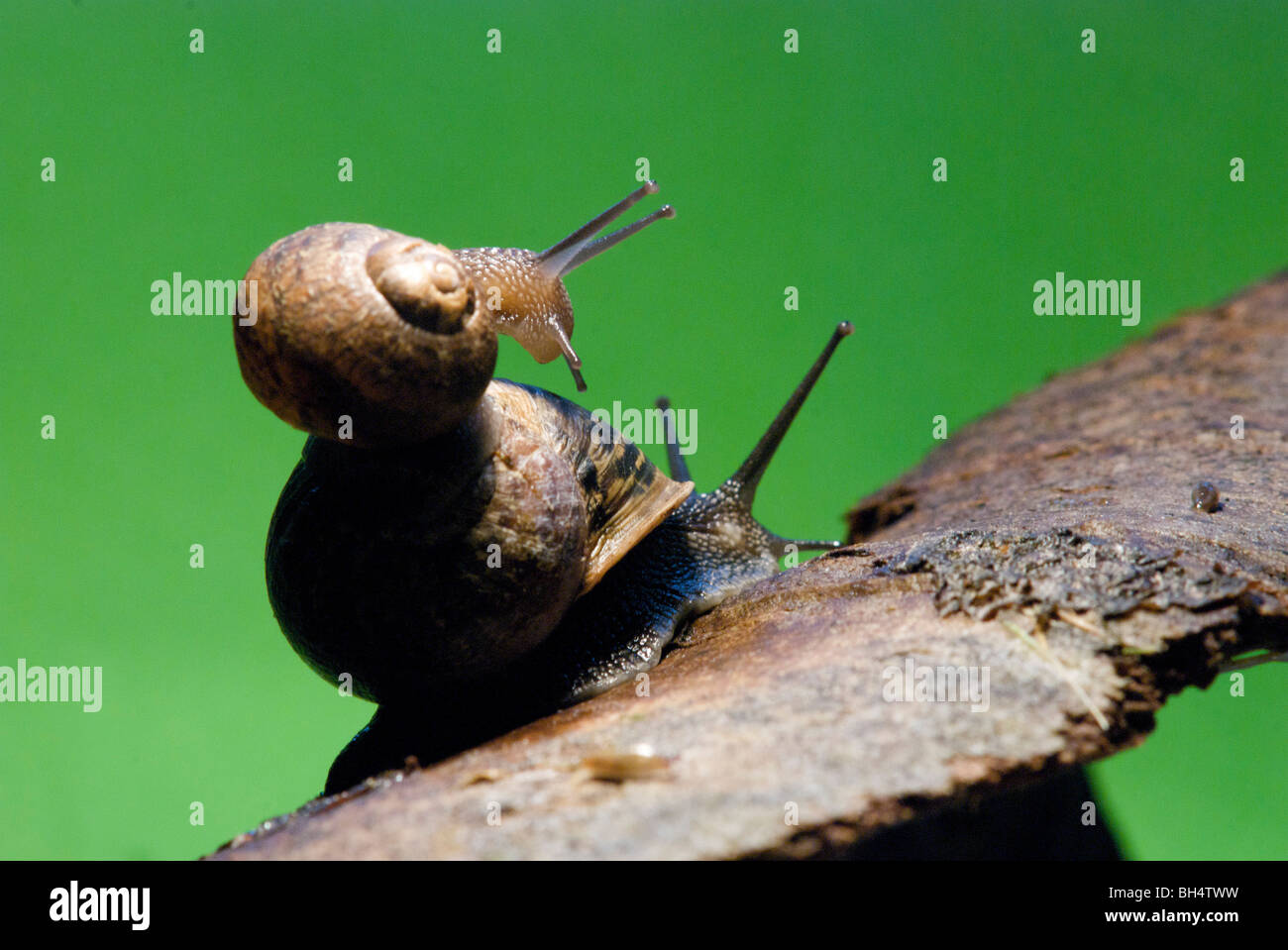 Two common snails (Helix aspersa) with coiled shell on a piece of tree bark with clear visible straight tentacles. Stock Photo