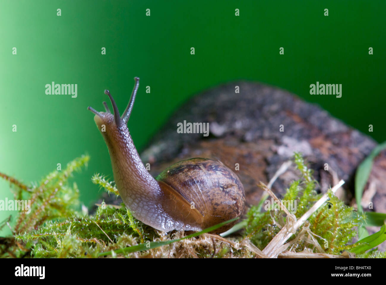 Common snail (Helix aspersa) coiled shell clear visible straight tentacles Stock Photo