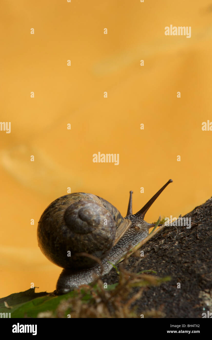 Common snail (Helix aspersa) with coiled shell on a piece of tree bark