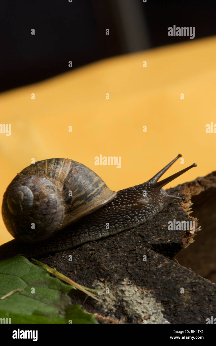Common snail (Helix aspersa) with coiled shell on a piece of tree bark