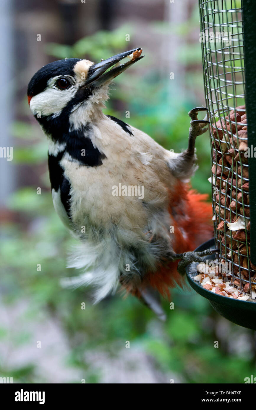 Great spotted woodpecker (Dendrocopos major) picking nuts from feeding station in spring. Stock Photo