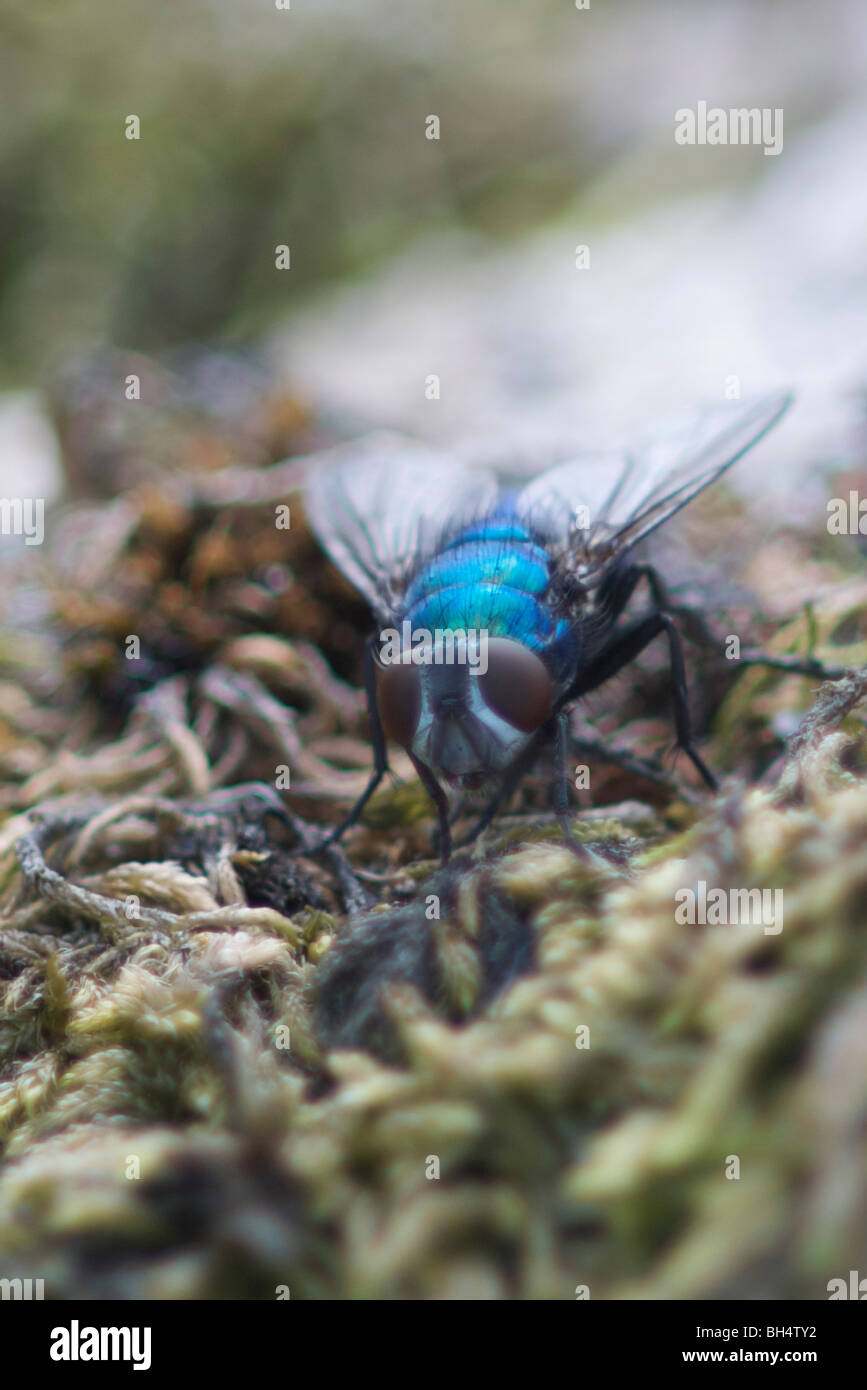 Close-up of green bottle fly (Lucilia caesar) on moss. Stock Photo