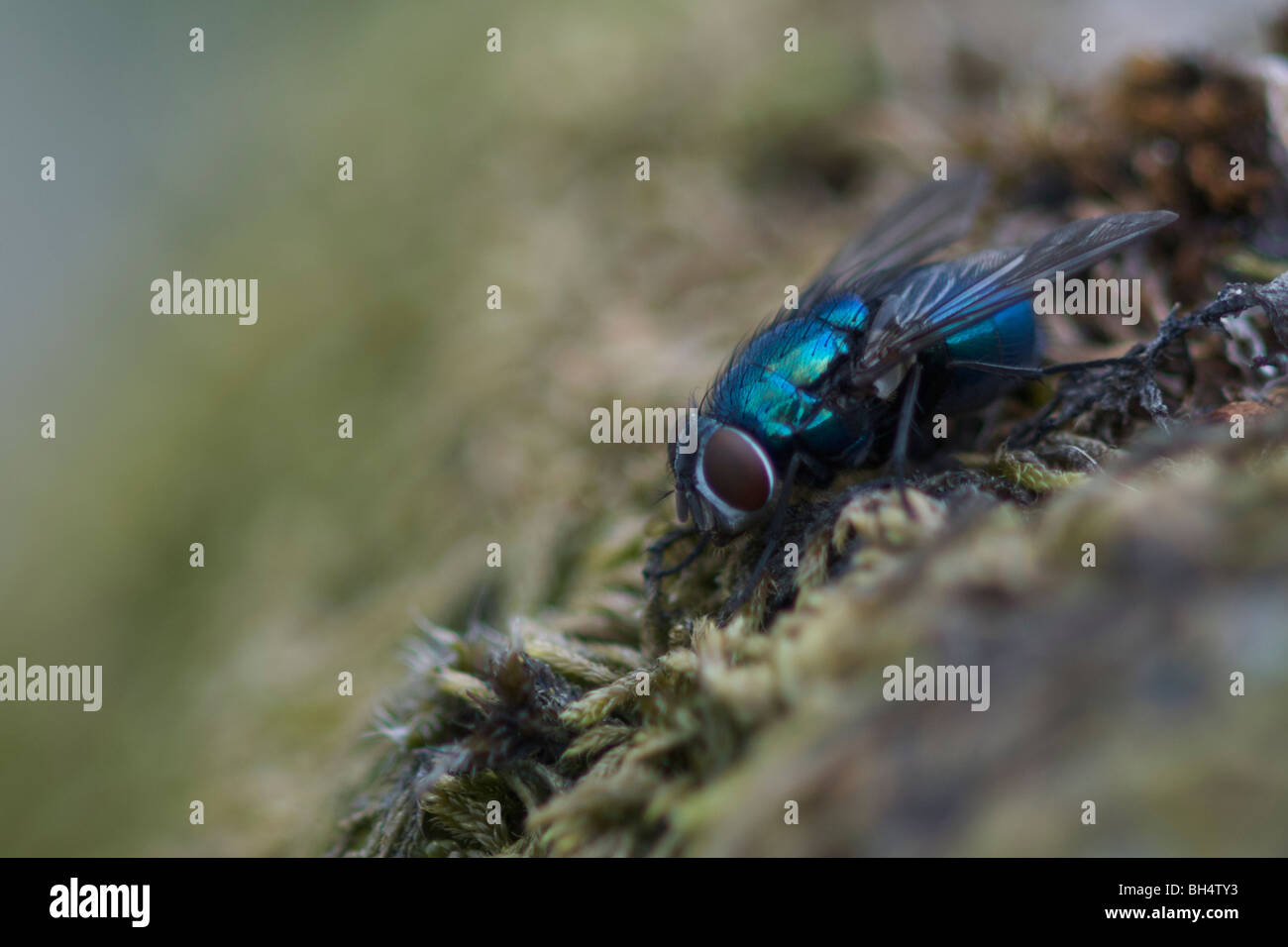 Close-up of green bottle fly (Lucilia caesar) on moss. Stock Photo
