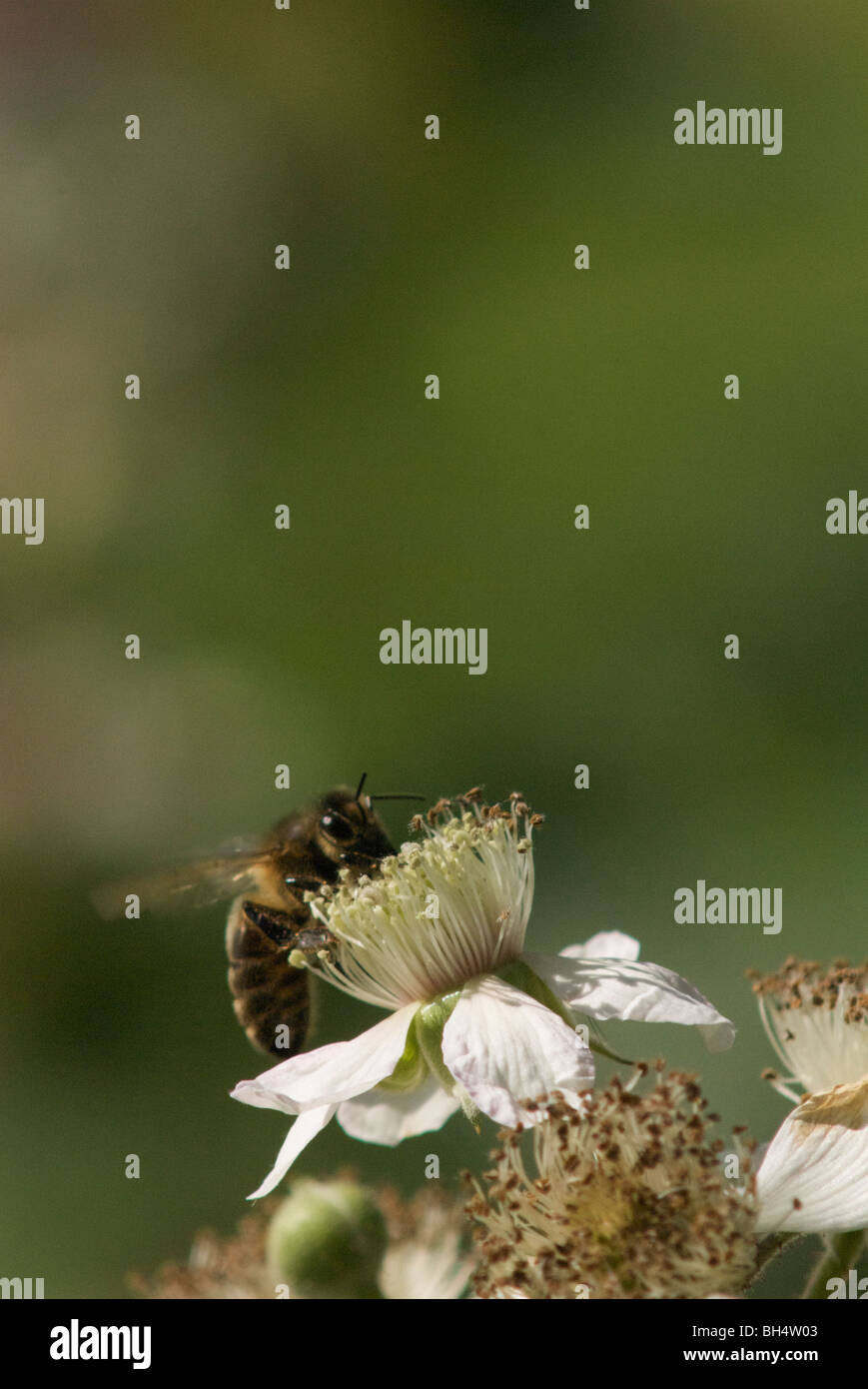 Honey bee (Anthophila) collecting nectar on a blackberry flower (Rubus fruticosus). Stock Photo
