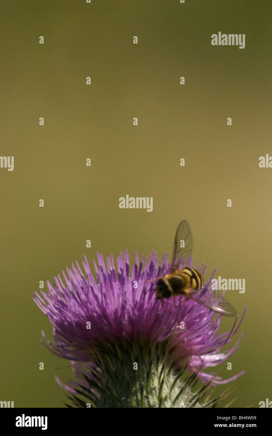 Wasp-like hover fly (syrphus ribesii) collecting nectar on a purple thistle (onopordum compositae). Stock Photo