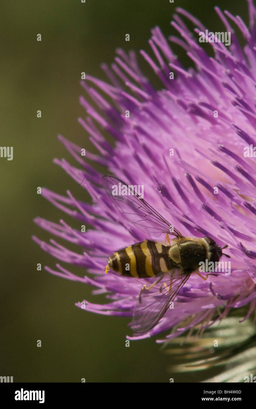 Wasp-like hover fly (syrphus ribesii) collecting nectar on a purple thistle (onopordum compositae). Stock Photo