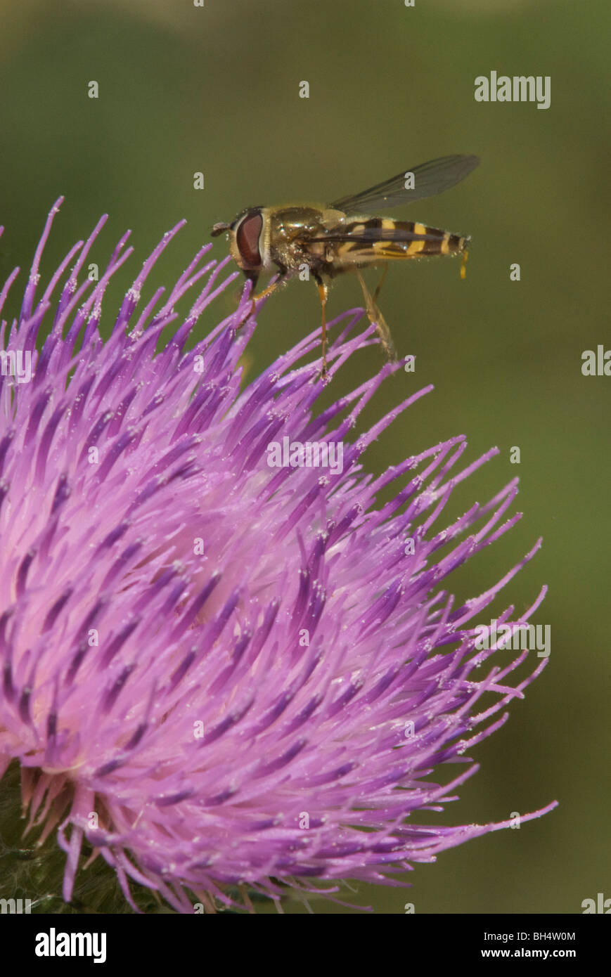 Wasp-like hover fly (syrphus ribesii) collecting nectar on a purple thistle (onopordum compositae). Stock Photo