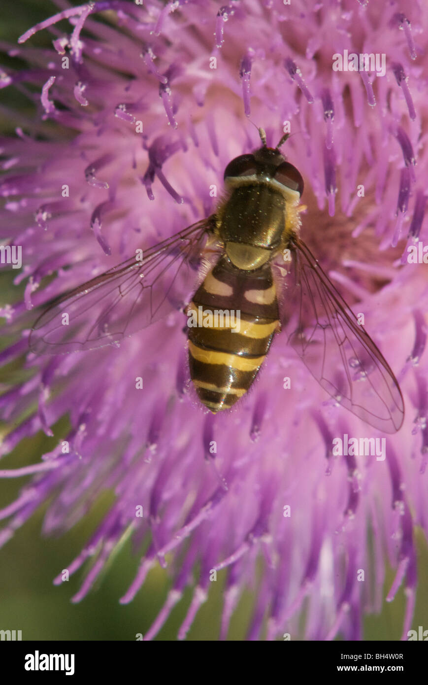 Wasp-like hover fly (syrphus ribesii) collecting nectar on a purple thistle (onopordum compositae). Stock Photo