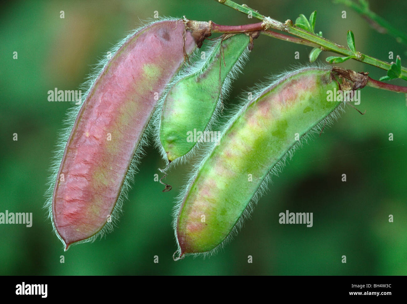 Close up of the young developing seed pods of broom (Cytisus scoparius) growing on a Dorset heath. Stock Photo