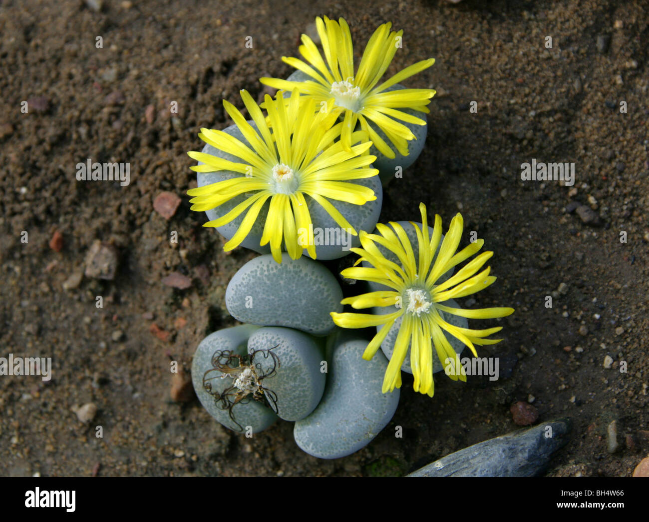 Stone Plants or Living Stones, Lithops terricolor, Aizoaceae, South Africa Stock Photo