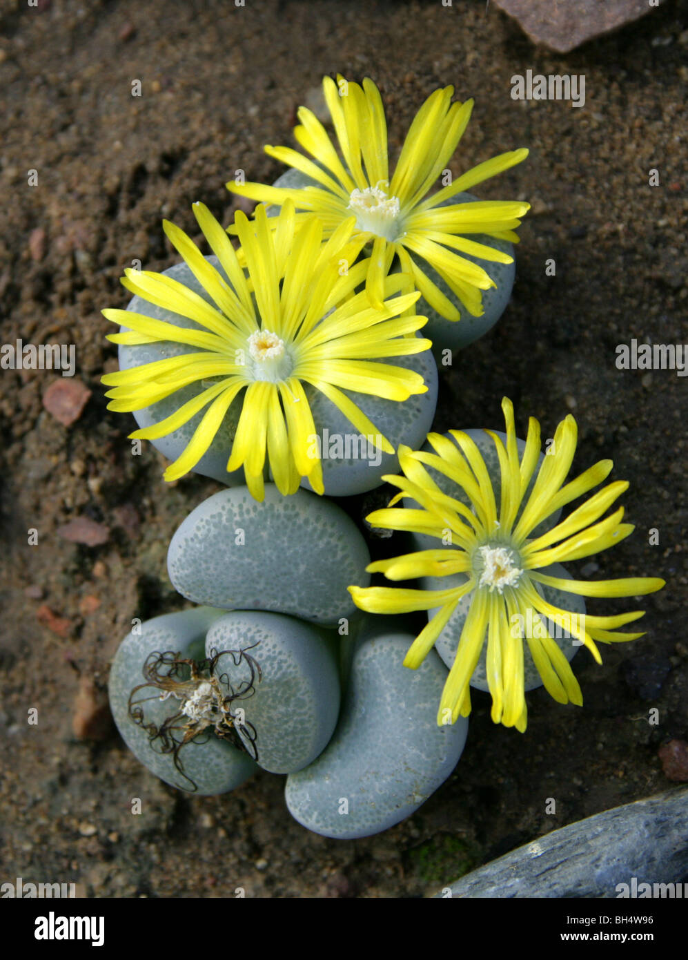 Stone Plants or Living Stones, Lithops terricolor, Aizoaceae, South Africa Stock Photo