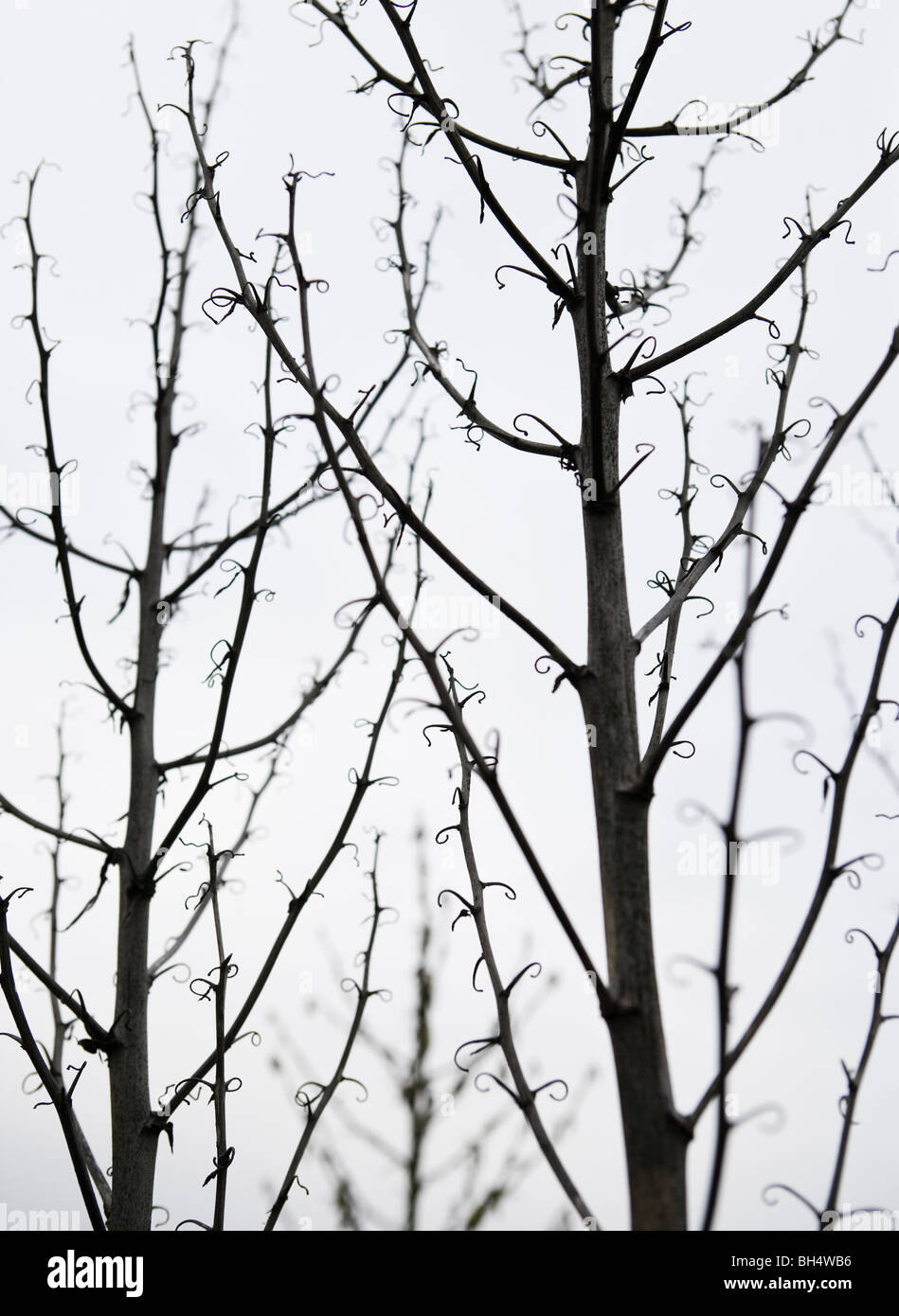 Detail view of dead winter plans against a overcast sky. Stock Photo