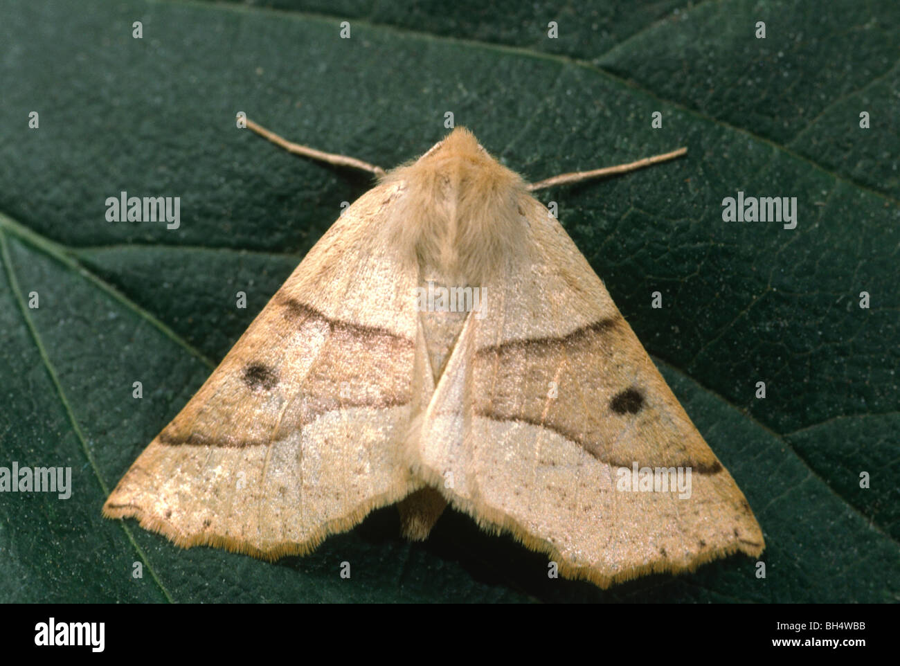 Close-up of a scalloped oak moth (Crocallis elinguaria) resting with open wings in a wood. Stock Photo