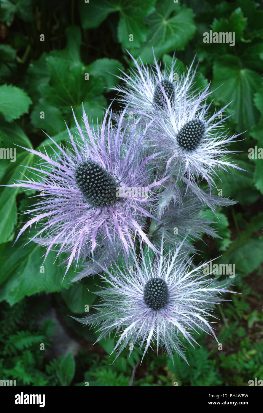 Alpine eryngo or queen of the Alps (Eryngium alpinum) growing in an