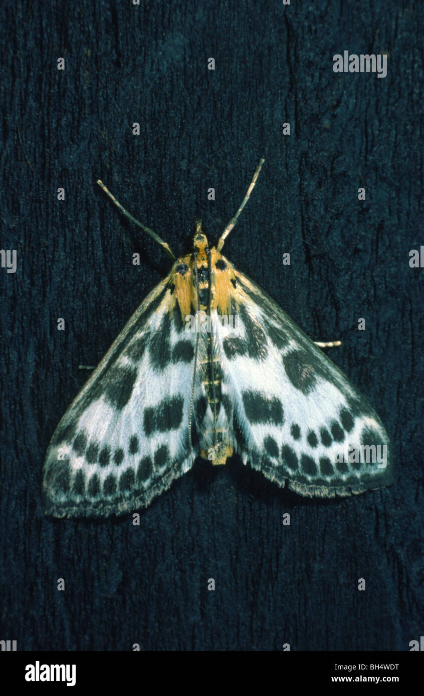 small magpie moth (Eurrhypara hortulata) resting garden fence Stock Photo