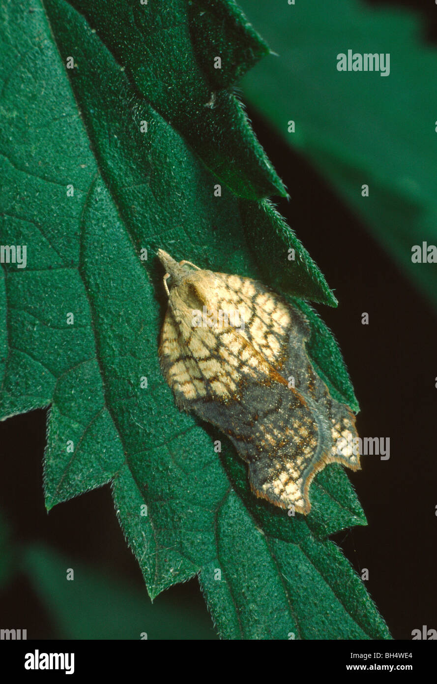tortricid moth (Acleris emargana) micro-moth species Stock Photo