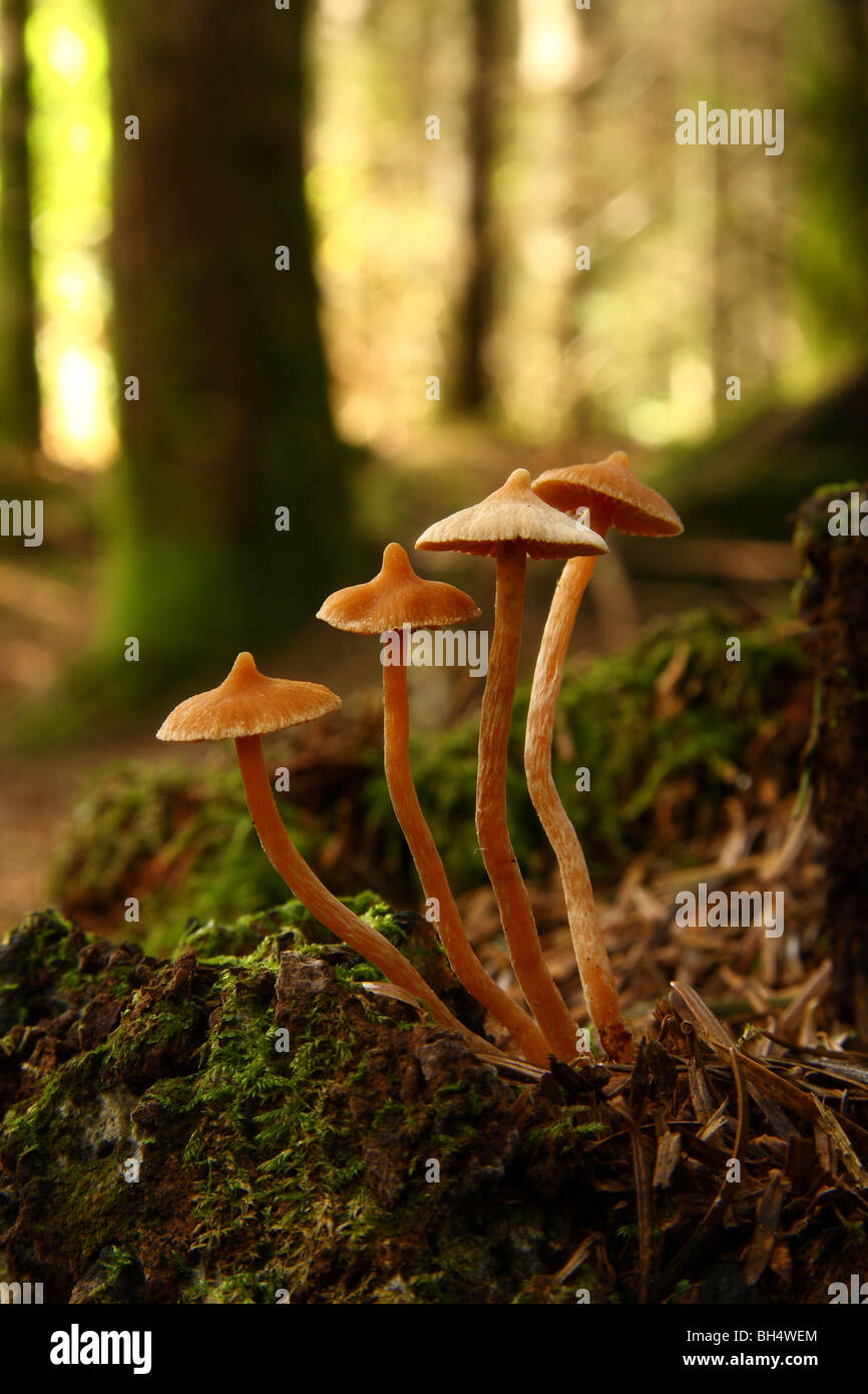 Four small fungi growing on an old pine stump in woodland. Stock Photo