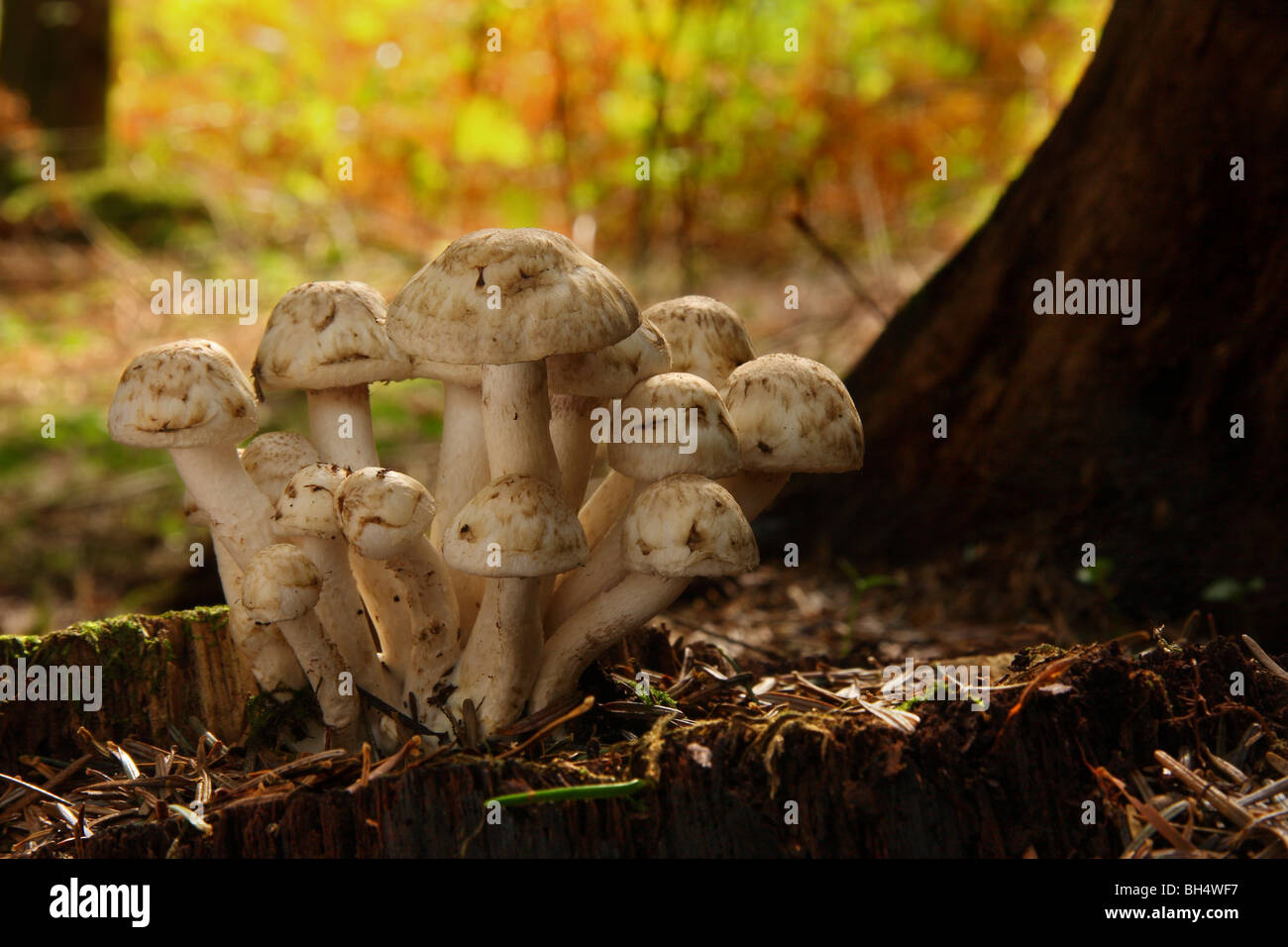 A clump of unidentified fungi growing on a tree stump in woodland. Stock Photo
