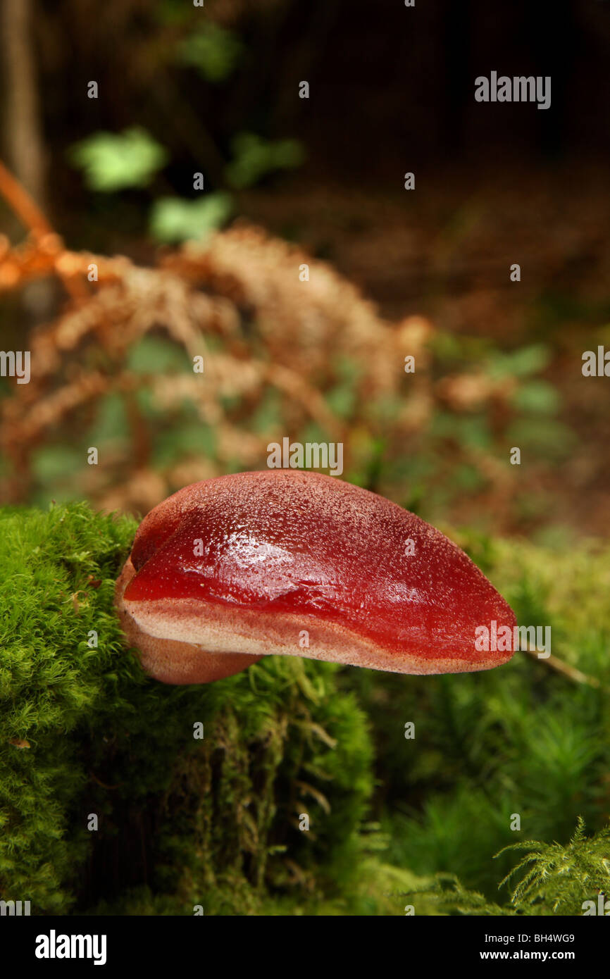 A young example of a beefsteak fungus (Fistulina hepatica) growing from a moss covered tree stump in mixed woodland. Stock Photo