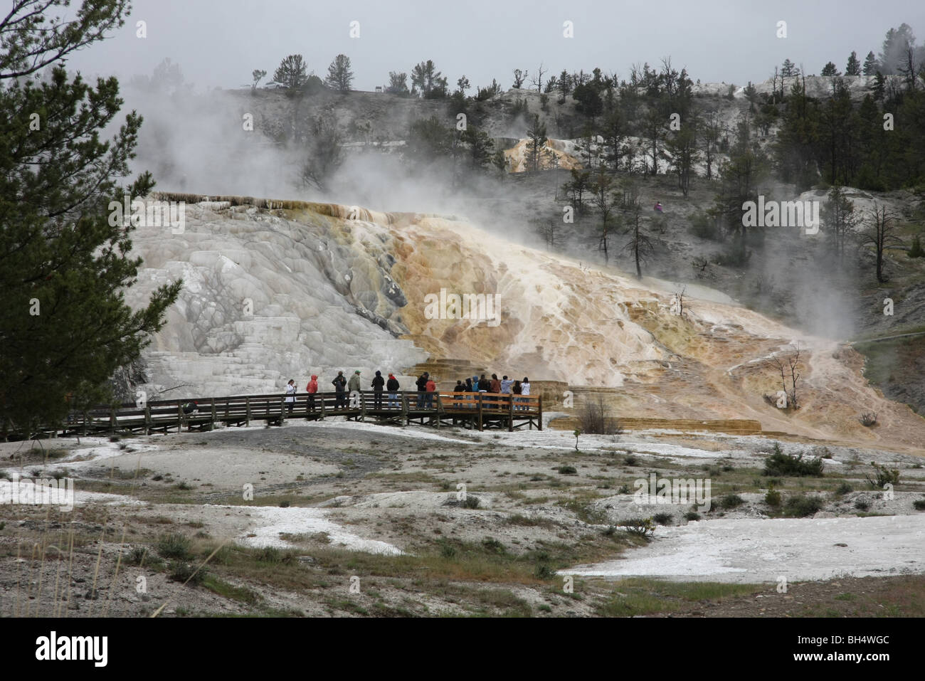 Palette Spring, Mammoth Hot Springs, Yellowstone National Park Stock Photo