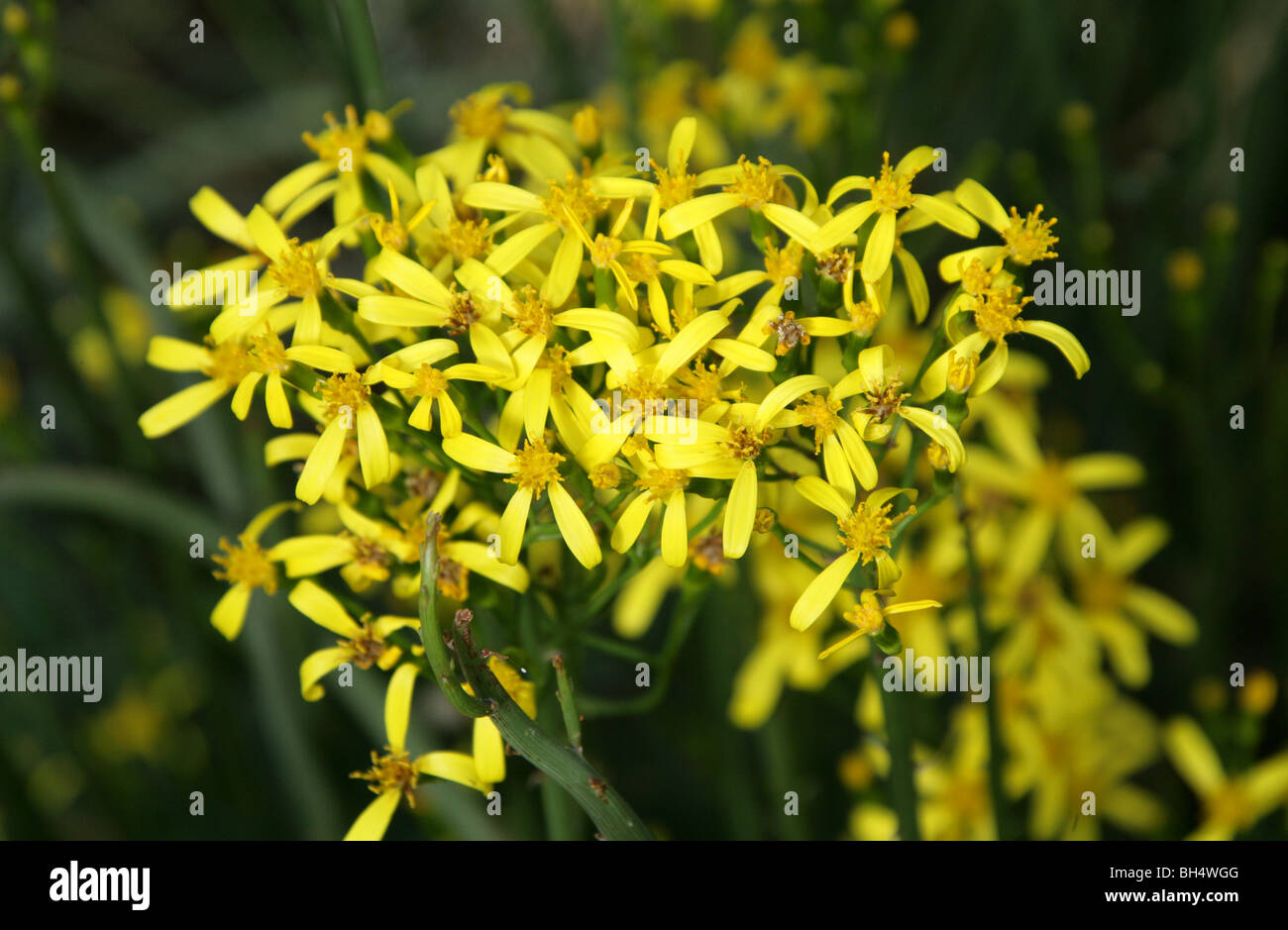 Senecio junceus, Asteraceae (Compositae), South Africa Stock Photo
