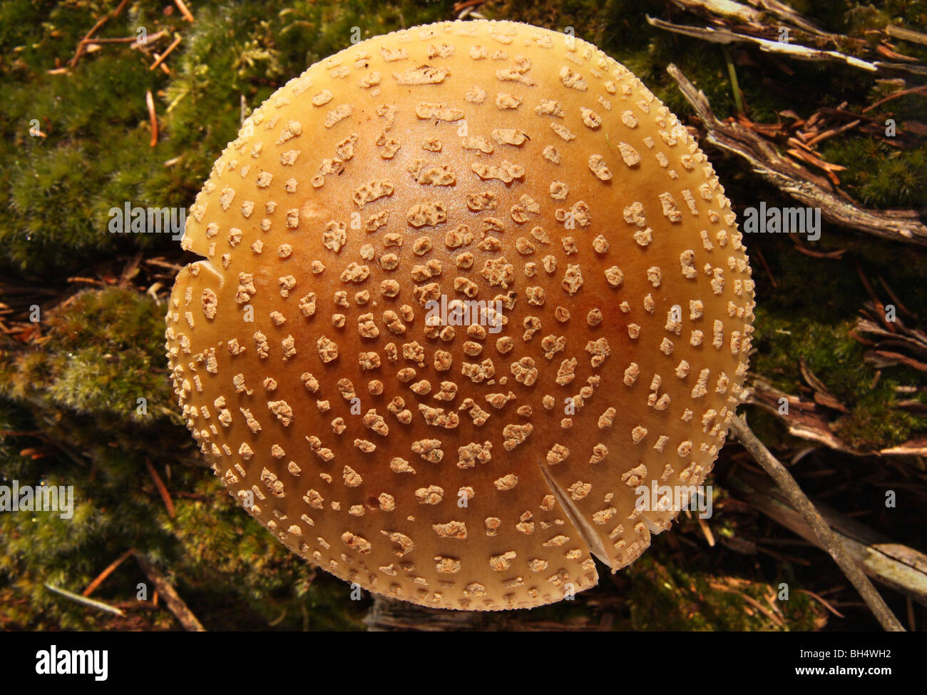 Panther cap hi-res stock photography and images - Alamy