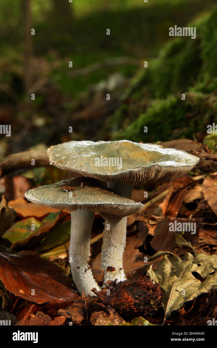 Two Aniseed toadstools or blue-green clitocybe (Clitocybe odora) on leaf litter in woodland. Stock Photo