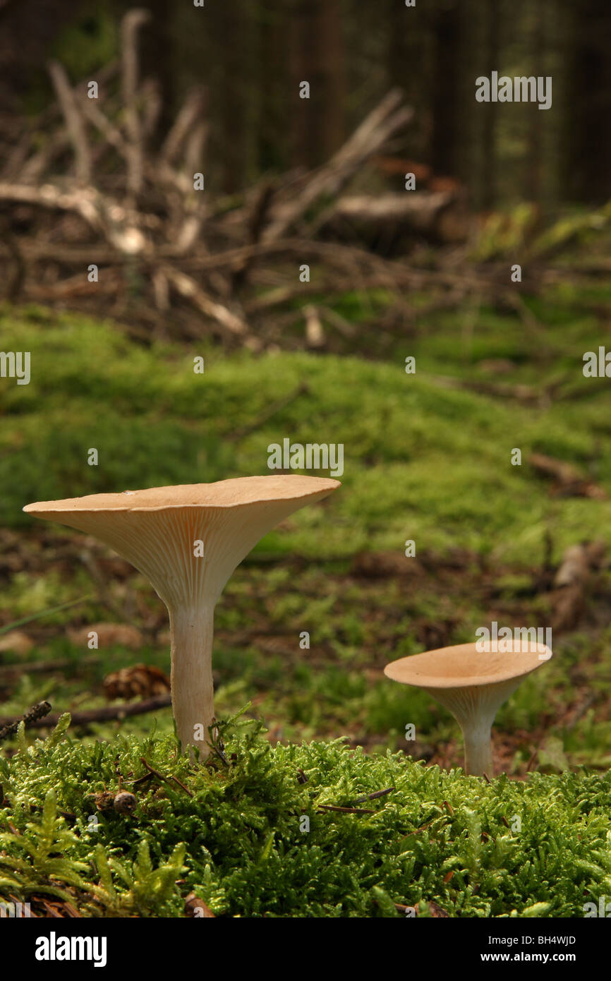 Large Clitocybe geotropa fungi in mossy woodland with a younger one next to it. Stock Photo