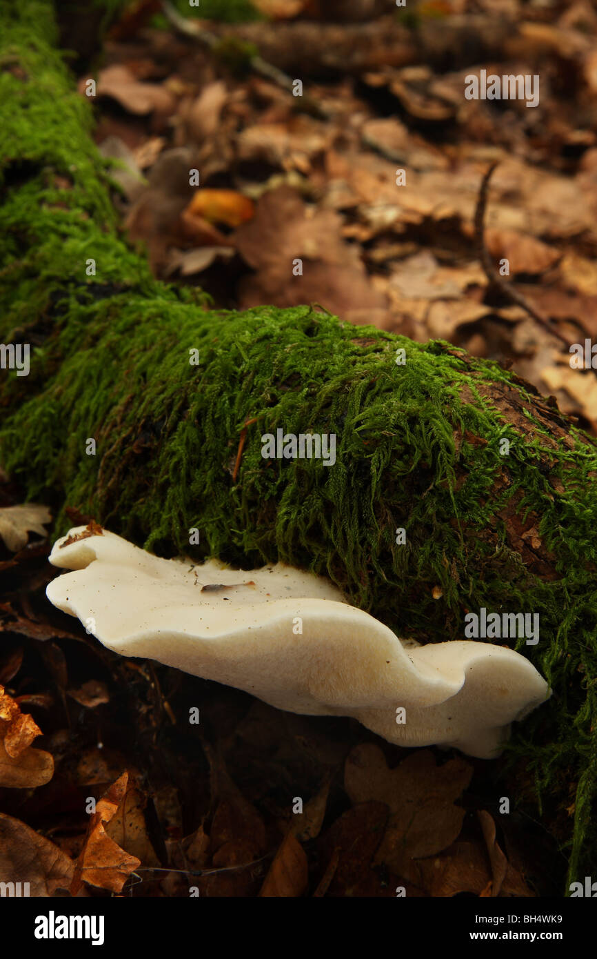 Single large Tyromyces stipticus fungus on a dead fallen branch amongst leaf litter. Stock Photo