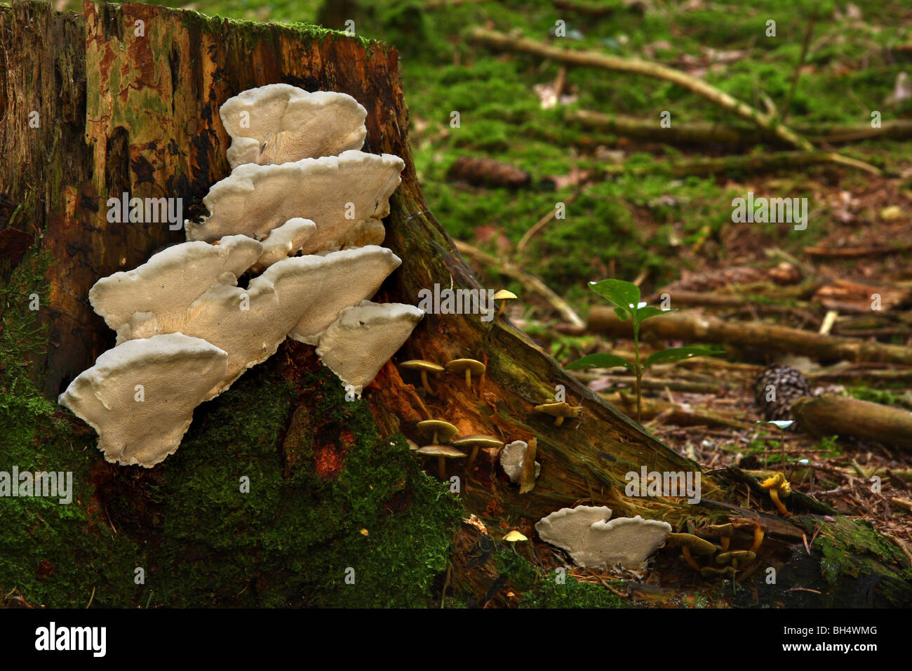 Large bracket fungi growing on a pine tree stump in woodland. Stock Photo