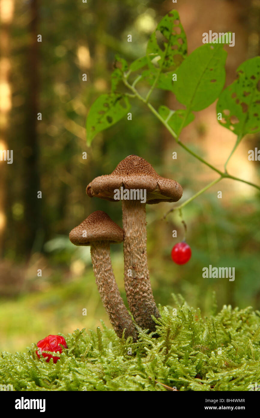 Two Inocybe longicystis fungi growing in moss in mixed woodland. Stock Photo