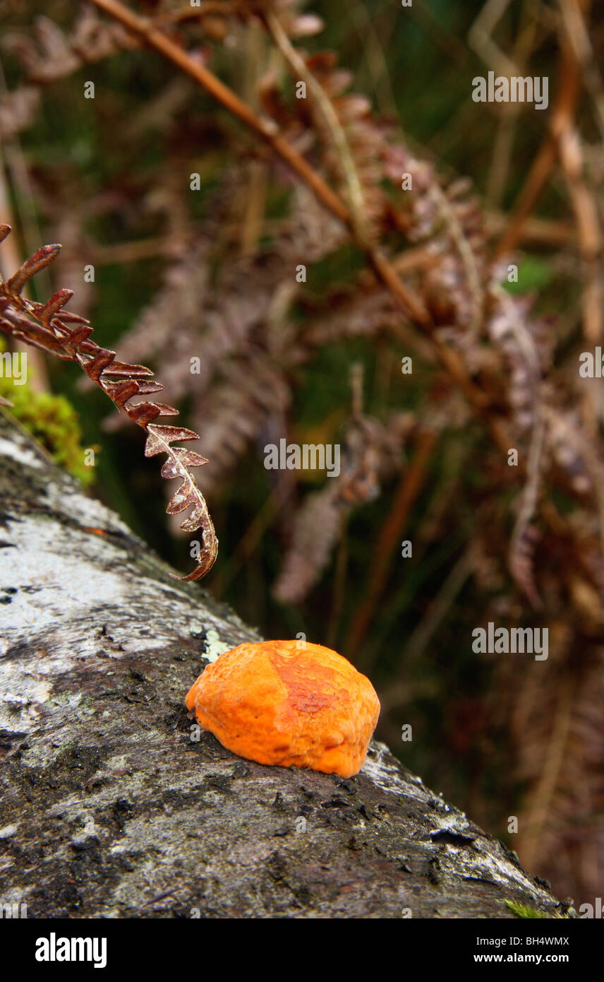 Bright orange slime fungus on a dead silver birch limb. Stock Photo