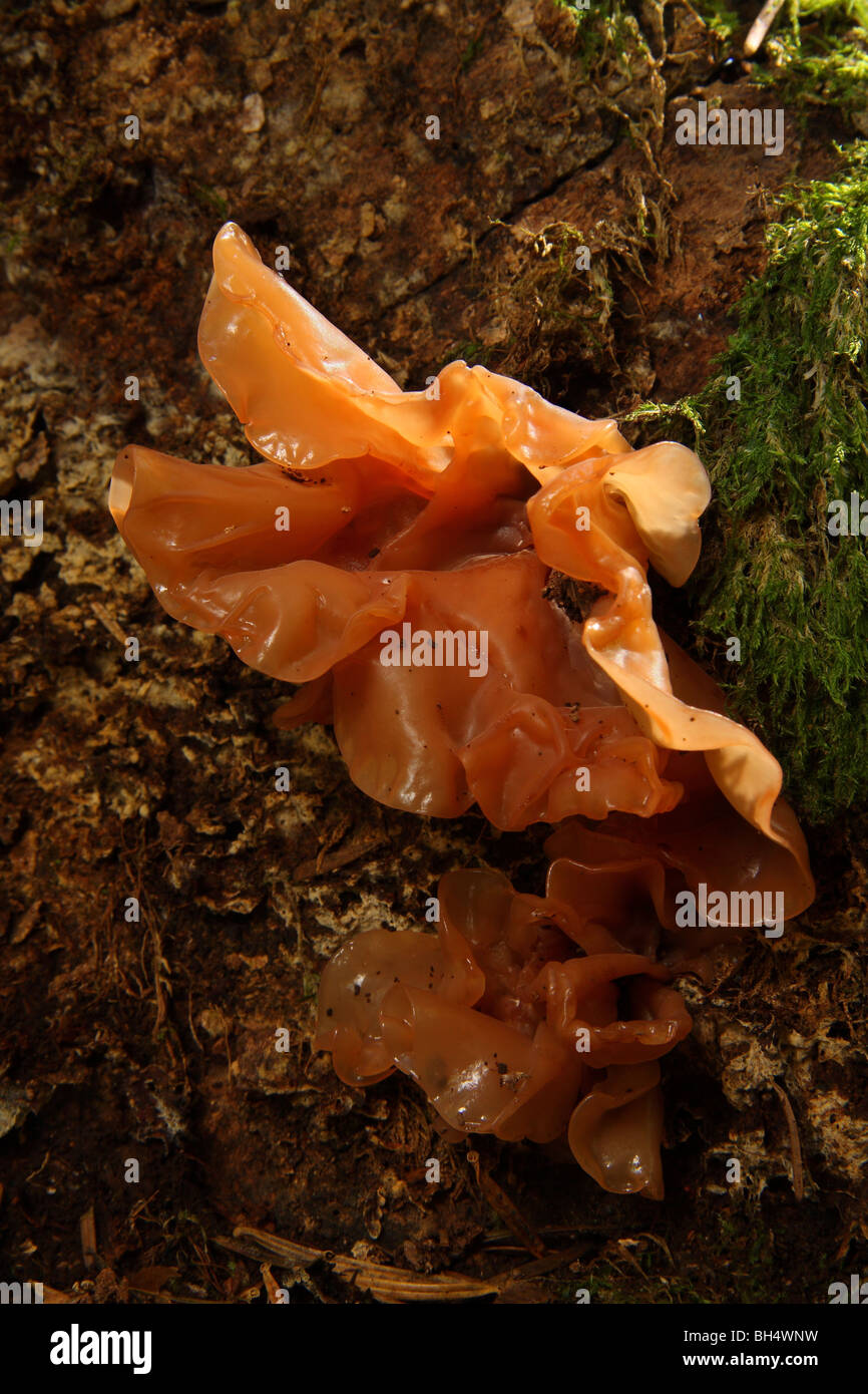 Fungi growing on rotting tree stump hires stock photography and images