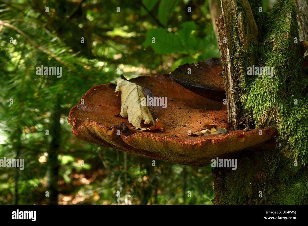 Large bracket fungi growing on a rotten tree in woodland. Stock Photo