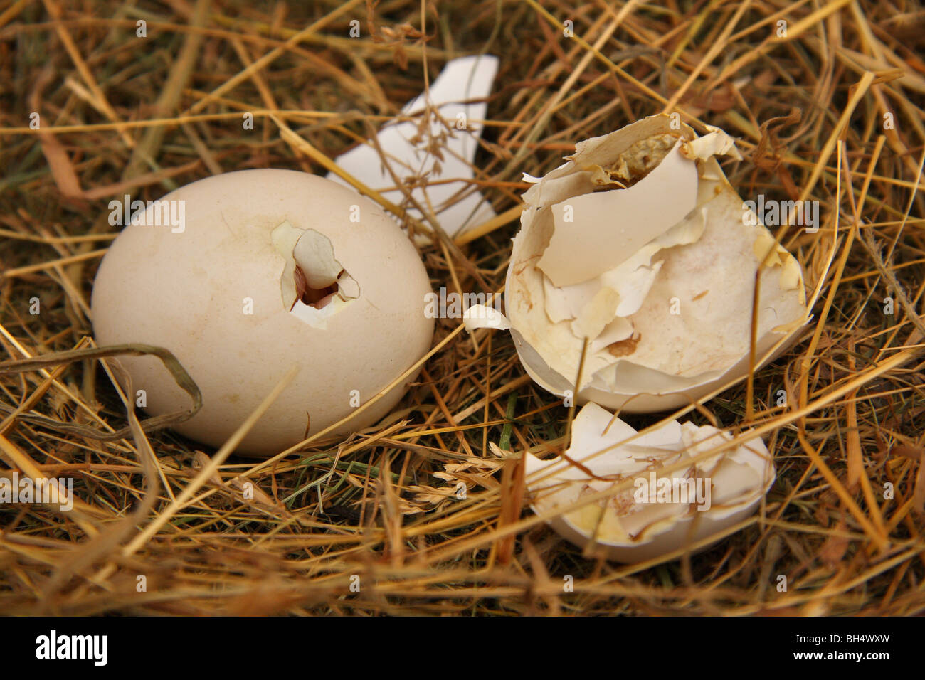 Chicken egg just beginning to hatch on a nest of straw Stock Photo - Alamy