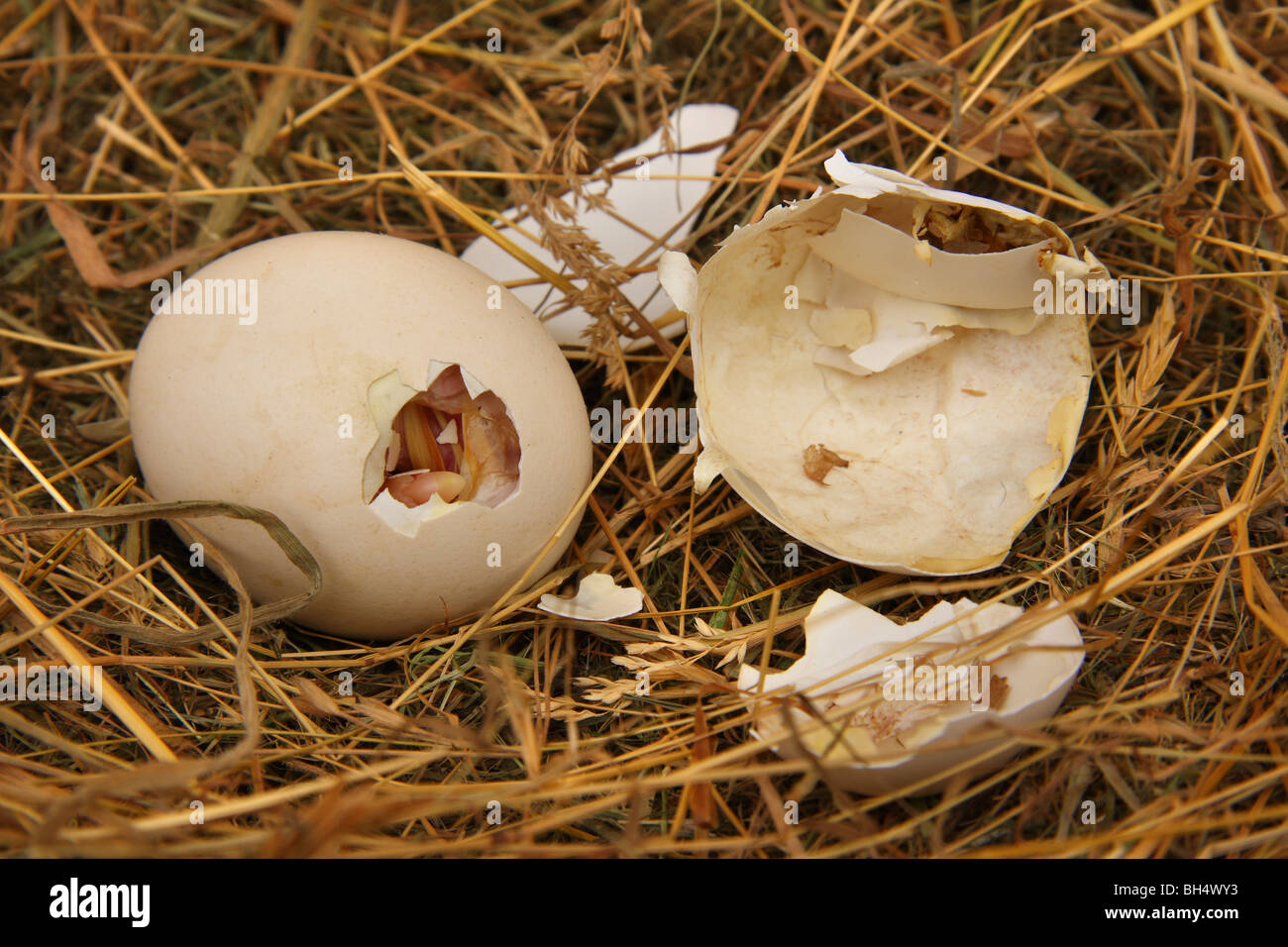 Chicken egg hatching shell nest hi-res stock photography and images - Alamy