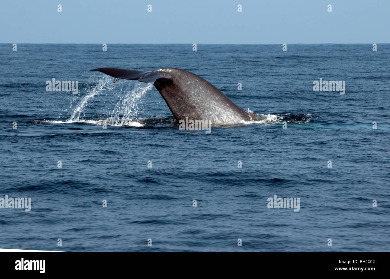 Blue Whale Sounding, tail lifting Balaenoptera musculus brevicauda ...