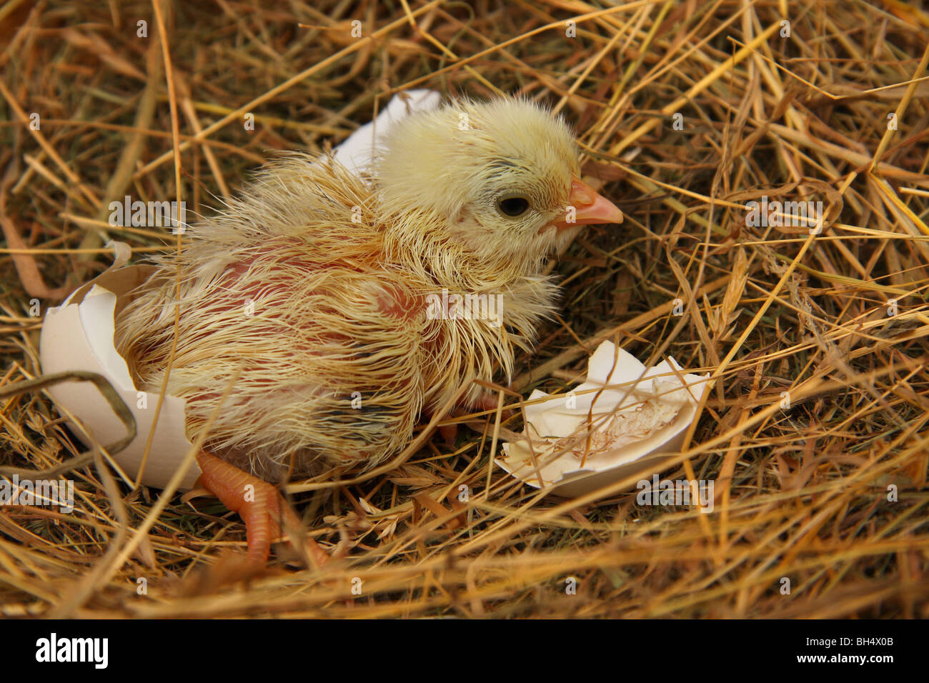 A recently hatched chicken chick in the nest still damp and with pieces of egg shell around it. Stock Photo