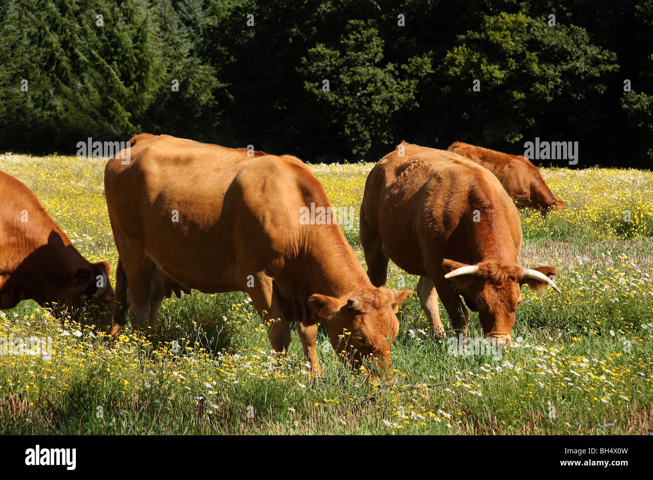 Cows eating in a meadow of wild flowers Stock Photo Alamy