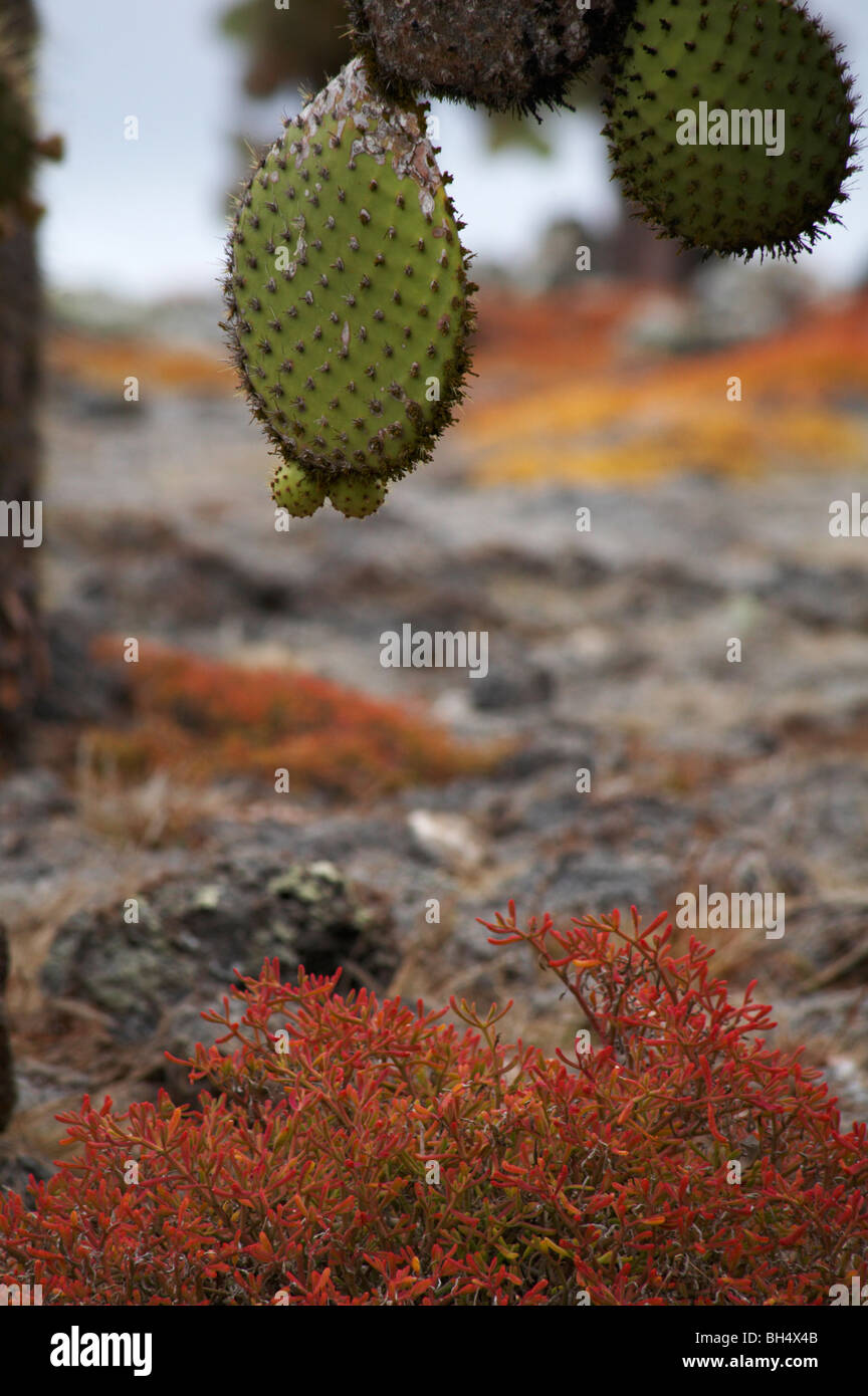 prickly pear cactus (Opuntia spp echios var echios) Galapagos carpetweed (Sesuvium edmonstonei) Stock Photo