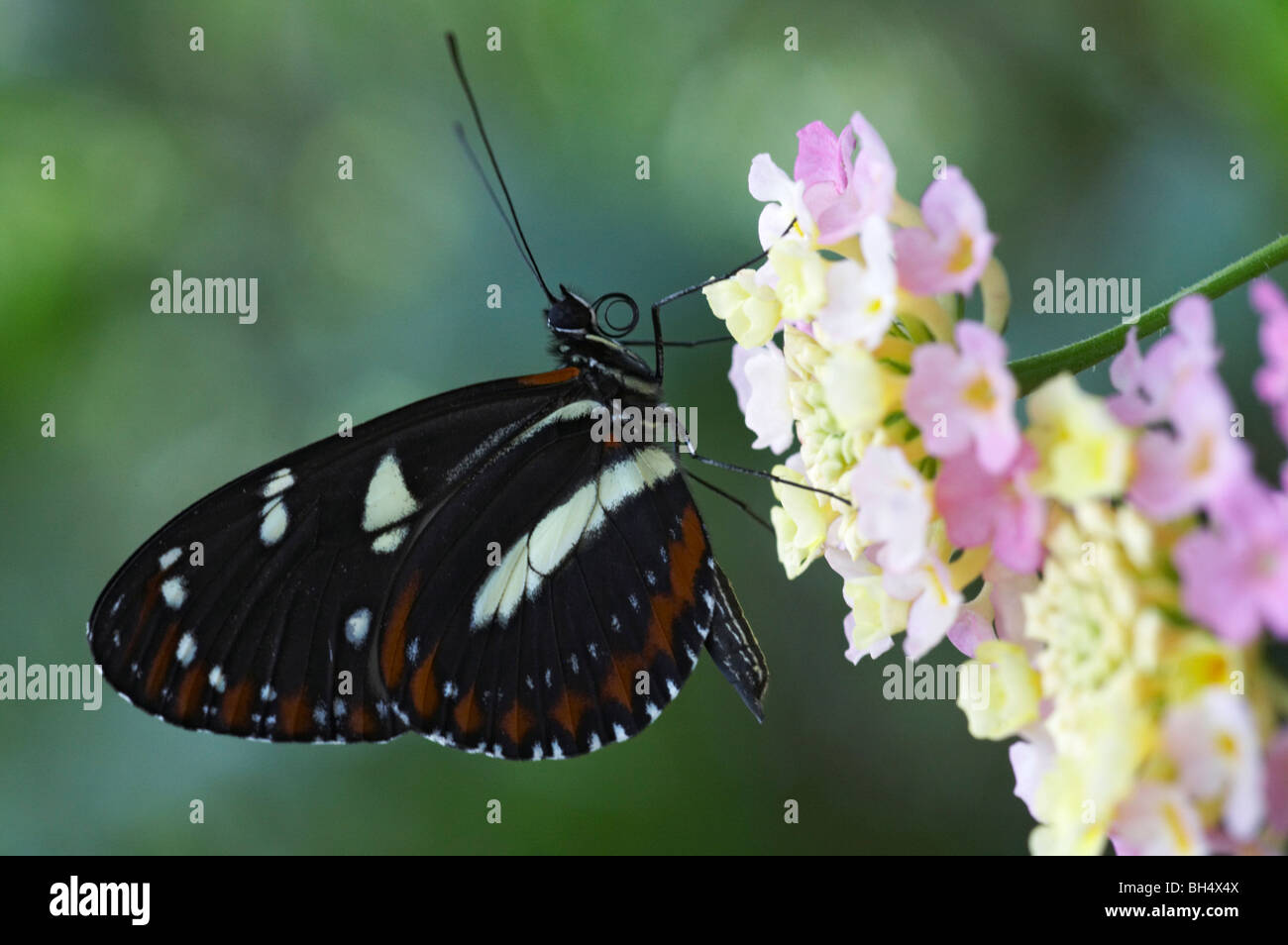 Athis longwing butterfly (Heliconius athis) feeding on verbena flowers in September. Stock Photo