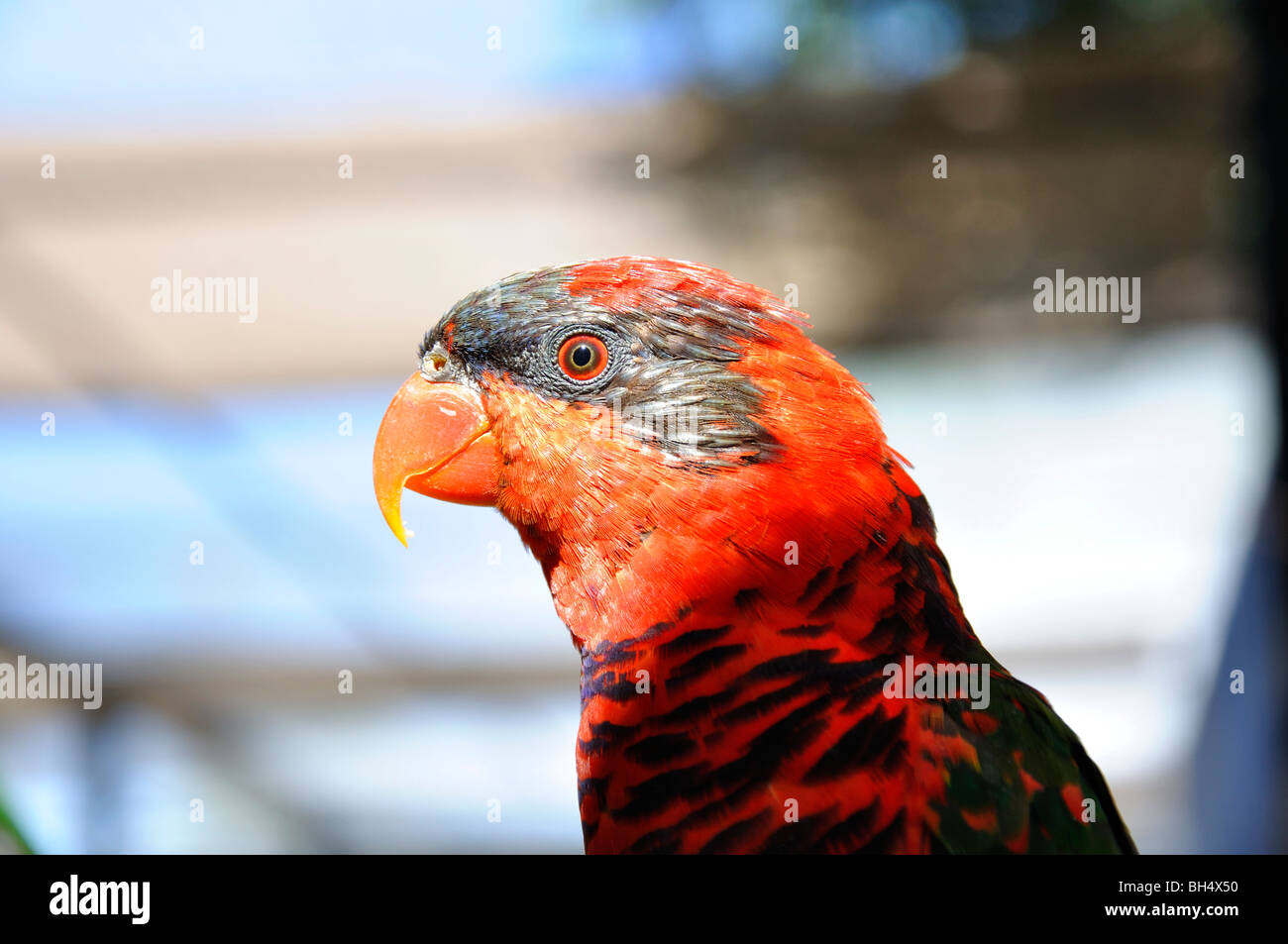 Blue-streaked Lory (Eos reticulata) Stock Photo